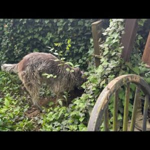 Ace Chasing Critters 🐶🤣🐸🐛🐝🐞🐰🐹🐢🦎🕊🌲
